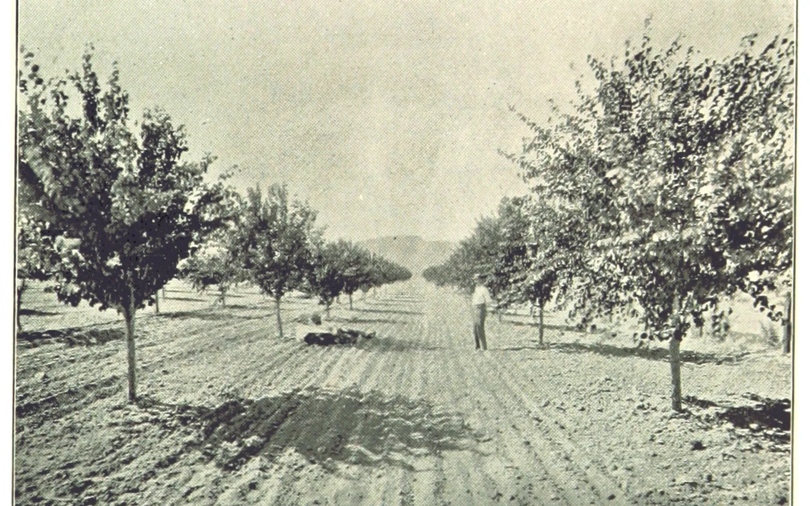 Historical photograph from 1895 showing a young apricot orchard in California, representing fruit agriculture in the state